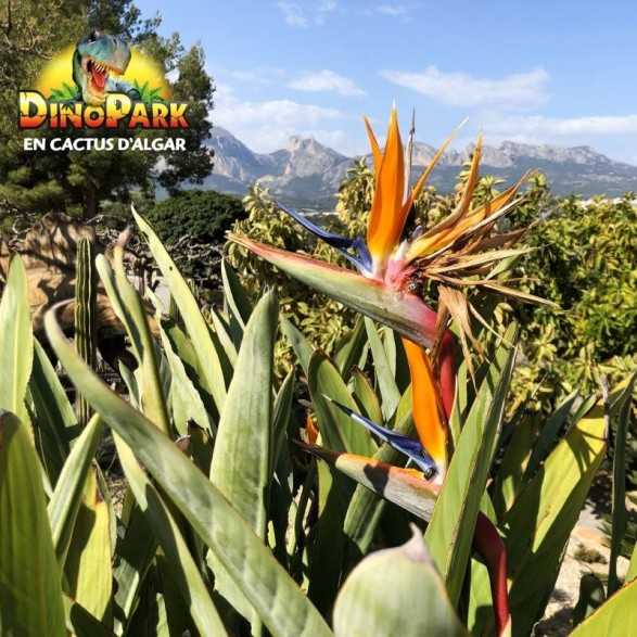 Entrada para Dinopark Algar Alicante, precio 14.39€